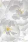 USA, Washington State, Seabeck. Fuji cherry blossoms close-up. Art Print